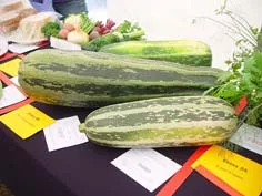 Evington Village Show Online 2021
