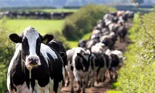 Houghton Lodge Farm-an Update