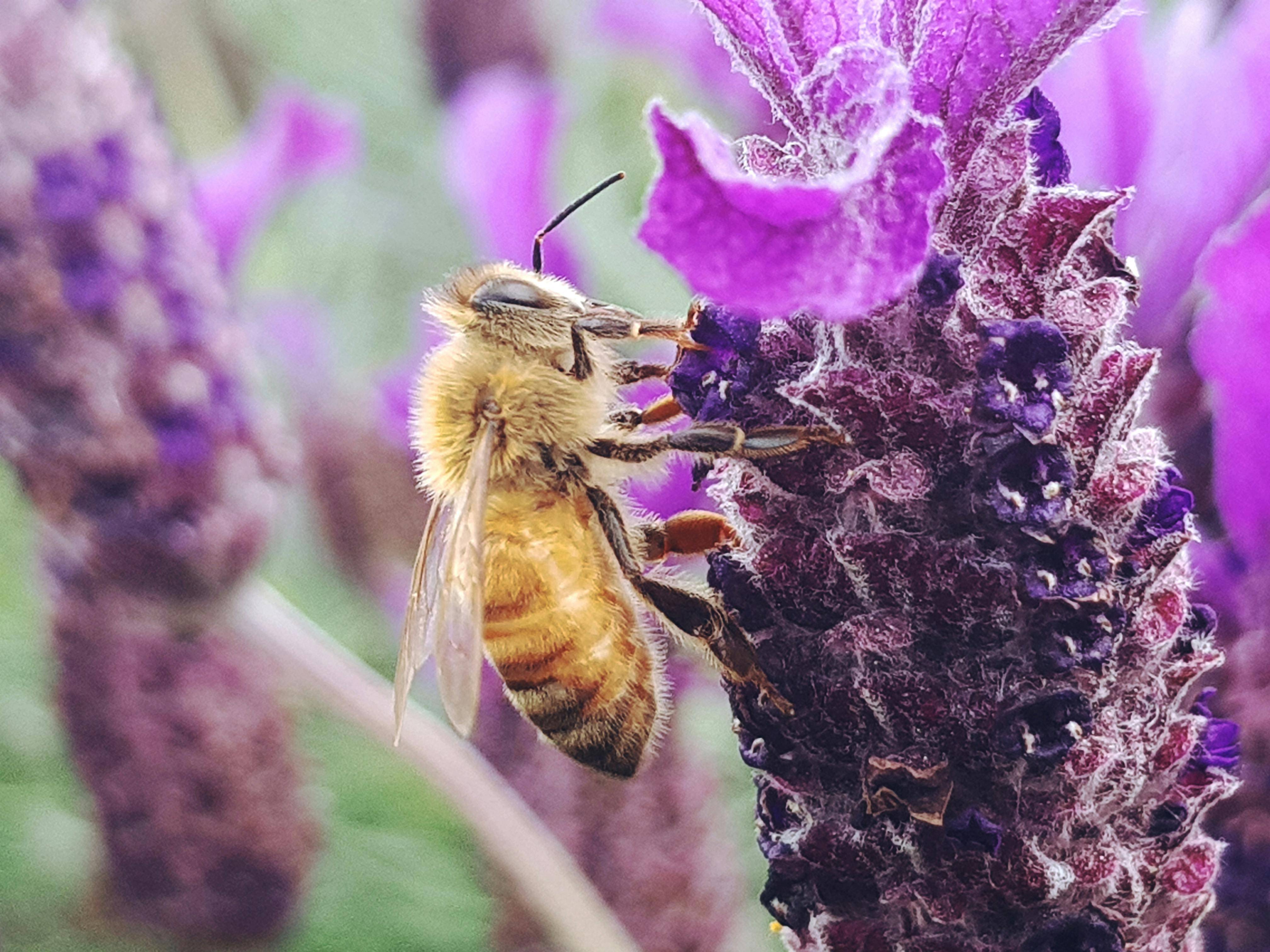 FRIENDS OF THE EARTH AND CUTTING PESTICIDES – NATIONALLY AND LOCALLY
