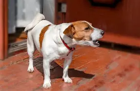 Strategy for dealing with a noisy dog